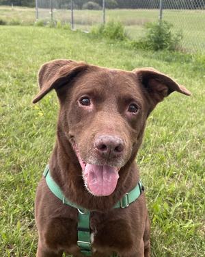 A brown dog with a green harness standing in a grassy field.