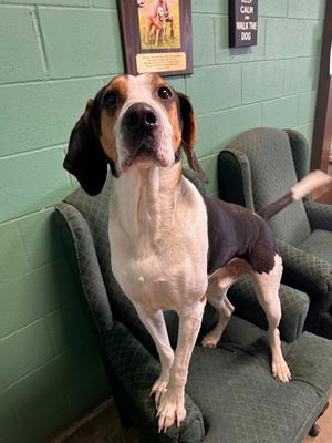 Coby, Coonhound (Unknown Type), adult, available for adoption