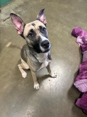 A dog with a black and tan coat, sitting on a concrete floor, looking up with perked ears.