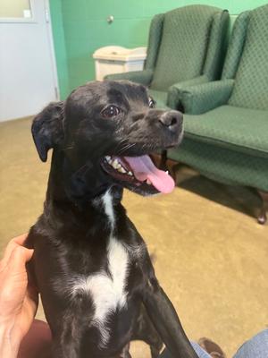 Severus, Pug / Dachshund, young, available for adoption