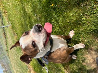Bean, English Bulldog / Pit Bull Terrier, adult, available for adoption