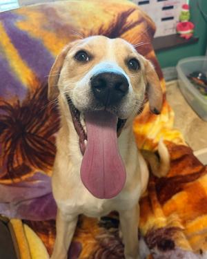 Nacho, Pit Bull Terrier, puppy, available for adoption