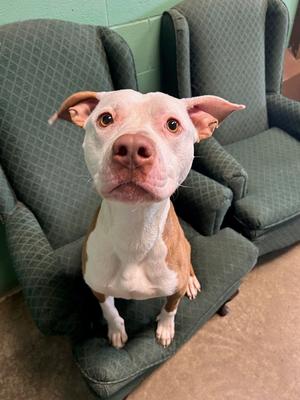 Comet, Pit Bull Terrier, adult, available for adoption