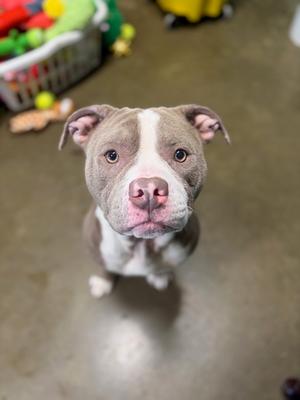 A gray and white pit bull puppy looking up at the camera with a curious expression.