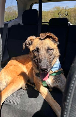 a dog in a car