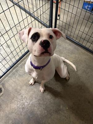 Kirby, Pit Bull Terrier, adult, available for adoption