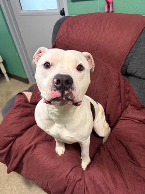 Mcfly, Pit Bull Terrier, adult, available for adoption