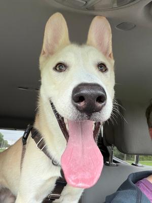 Cal, Shepherd (Unknown Type), young, available for adoption