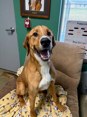 Scooby, Hound (Unknown Type) / Pit Bull Terrier, adult, available for adoption