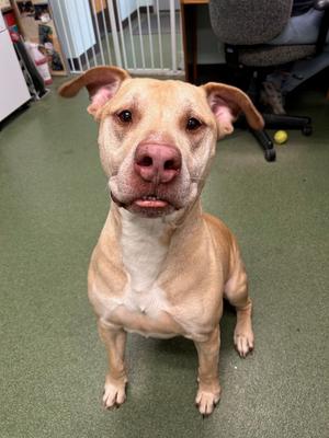 Toby, Pit Bull Terrier, adult, available for adoption