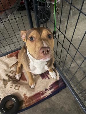 A brown and white pit bull type dog sitting on a blanket inside a cage.