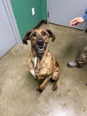 Ryder, Hound (Unknown Type) / Pit Bull Terrier, adult, available for adoption