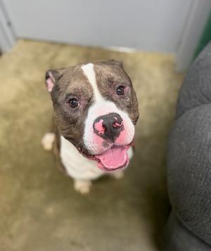 Jamison, Pit Bull Terrier, young, available for adoption