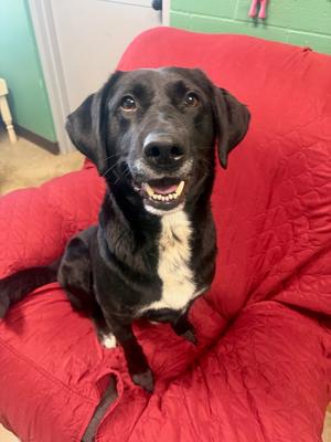 Tommy, Labrador Retriever, adult, available for adoption