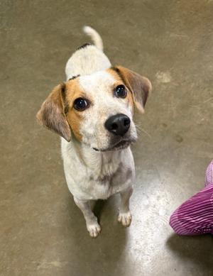 A white and brown dog with floppy ears looking up at the camera.