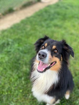 Koda, Australian Shepherd, adult, available for adoption