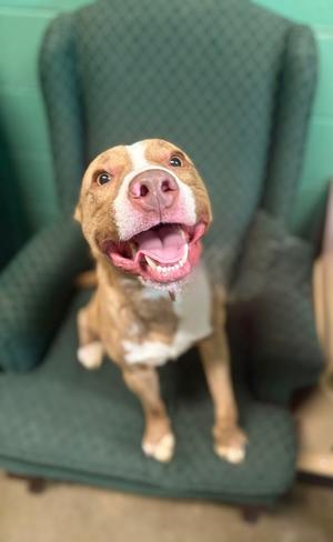 Ralph, Pit Bull Terrier, young, available for adoption