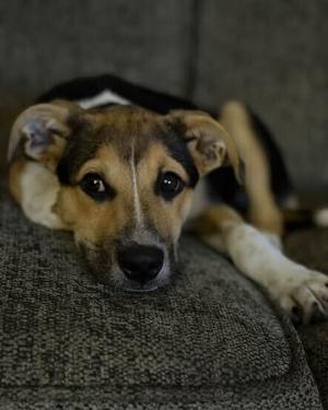 A brown and black dog lying on a gray couch, looking directly at the camera.
