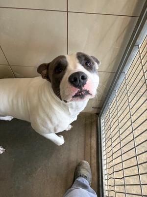 Patrick, Pit Bull Terrier, adult, available for adoption
