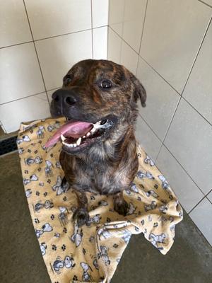 Deacon, Terrier (Unknown Type, Medium), young, available for adoption