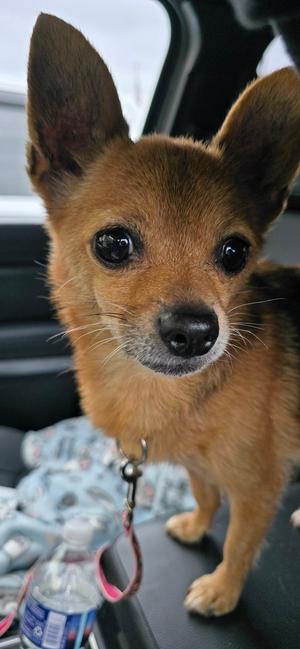Ella, Chihuahua, senior, available for adoption