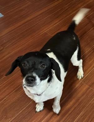Jack, Beagle / Chihuahua, young, available for adoption