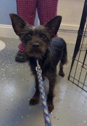 A small black dog with large ears and a blue leash standing on a tiled floor.