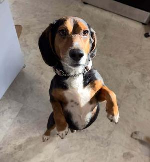 Benito, Beagle, adult, available for adoption