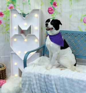 A black and white dog wearing a purple bandana sits on a white fluffy bench next to a large illuminated 'M' decoration.
