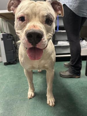 Georgie, Mixed Breed, adult, available for adoption
