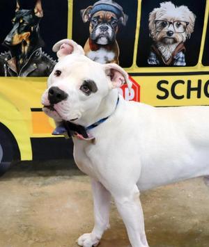 Georgie, Mixed Breed, adult, available for adoption