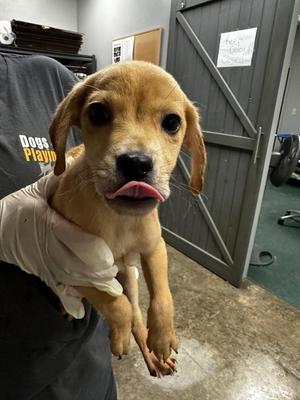 Austin, Labrador Retriever, puppy, available for adoption