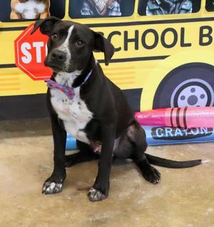 Dale, Mixed Breed, puppy, available for adoption