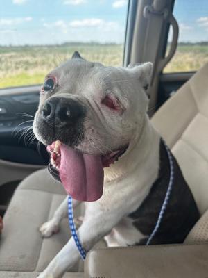 A white dog with a black patch on its back is sitting in a car, looking out the window with its tongue out.