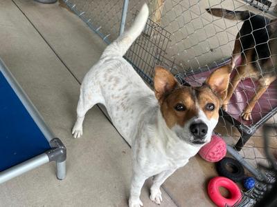 Ernie, Mixed Breed, adult, available for adoption