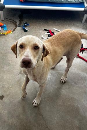 A light-colored dog standing on a concrete floor, looking directly at the camera.