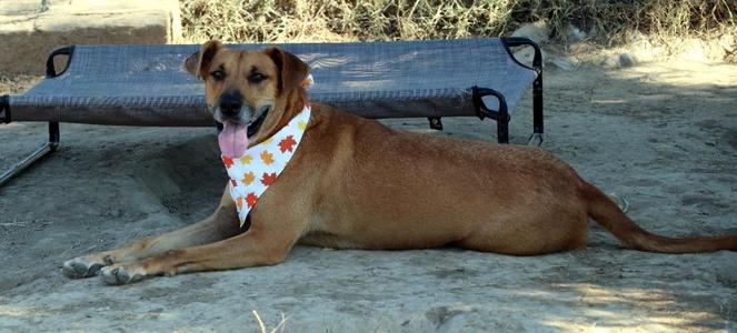A brown dog wearing a bandana with leaf patterns, lying on a sandy ground with a dog bed in the background.