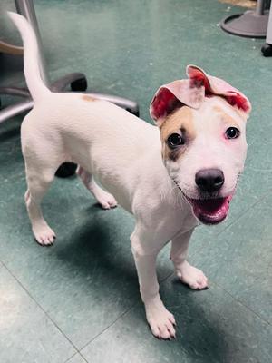 Caramel, Mixed Breed, puppy, available for adoption