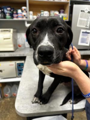 Chip, Mixed Breed, puppy, available for adoption