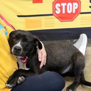 Chip, Mixed Breed, puppy, available for adoption