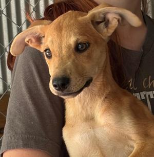 Dobby, Mixed Breed, puppy, available for adoption