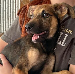 Gruber, Mixed Breed, puppy, available for adoption