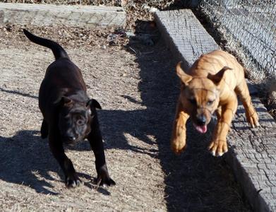 Buddha, Mixed Breed, puppy, available for adoption