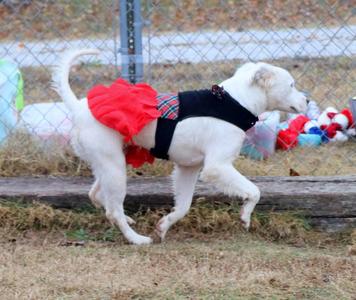 Blizzard, Mixed Breed, young, available for adoption