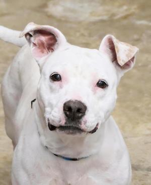 A white dog with floppy ears and a black nose, wearing a blue collar, looking directly at the camera.