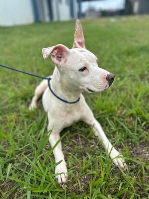 Cinderella, Mixed Breed, young, available for adoption