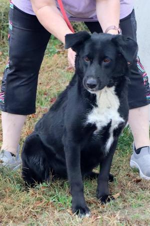 Dusty, Mixed Breed, adult, available for adoption