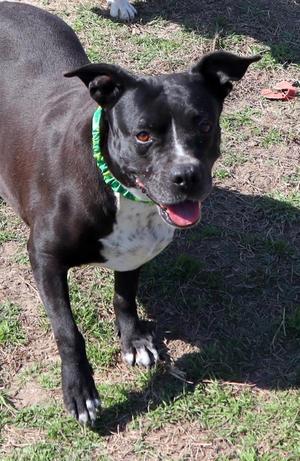 Emily, Mixed Breed, adult, available for adoption
