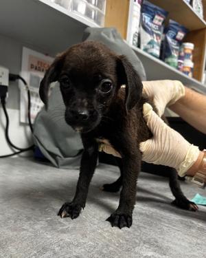 Buffy, Labrador Retriever, puppy, available for adoption