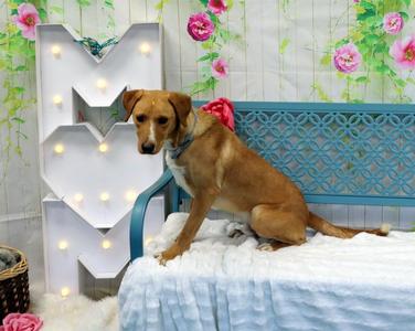 Dewey, Labrador Retriever, young, available for adoption
